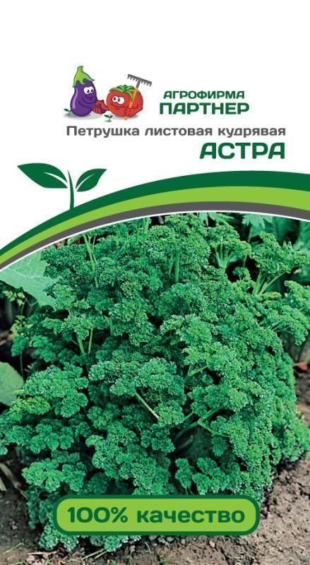 ПАРТНЕР ПЕТРУШКА ЛИСТОВАЯ КУДРЯВАЯ АСТРА ^(3Г)