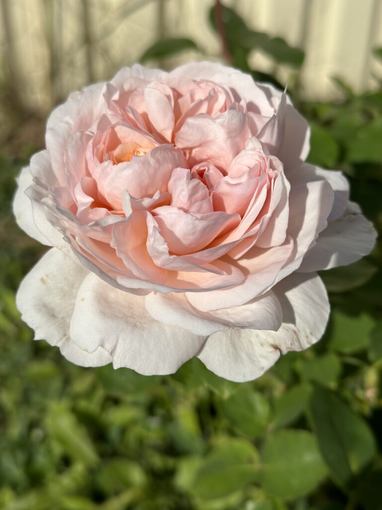 Роза шраб «Зе Леди Гарденер» (The Lady Gardener)